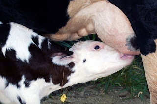 Bê con cần bú sữa ngay sau khi sinh.