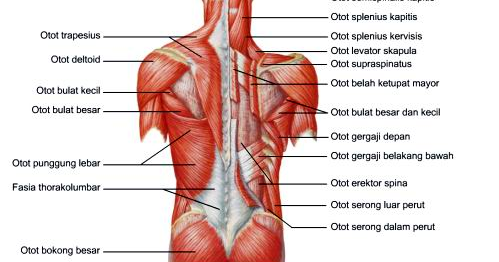 Penjelasan Lengkap + Gambar Anatomi / Struktur Tubuh Manusia | NIGHT002