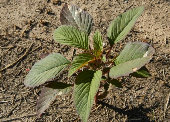 A Bad Witch S Blog Buddleia For Bees Butterflies And Breaking Free