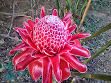 torch ginger