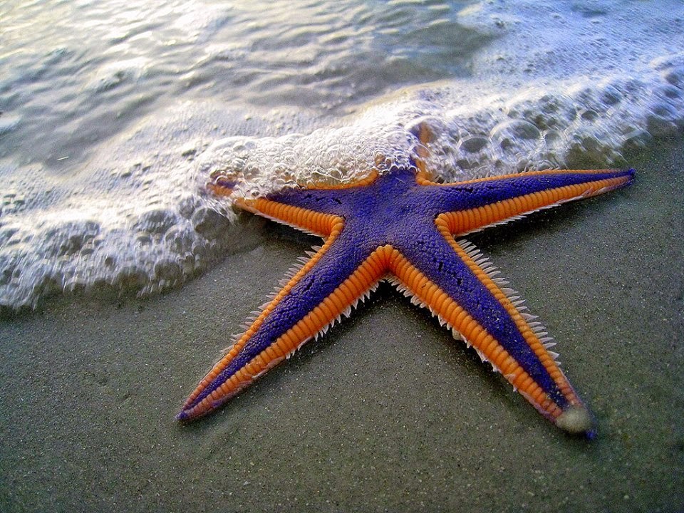 Sea Star