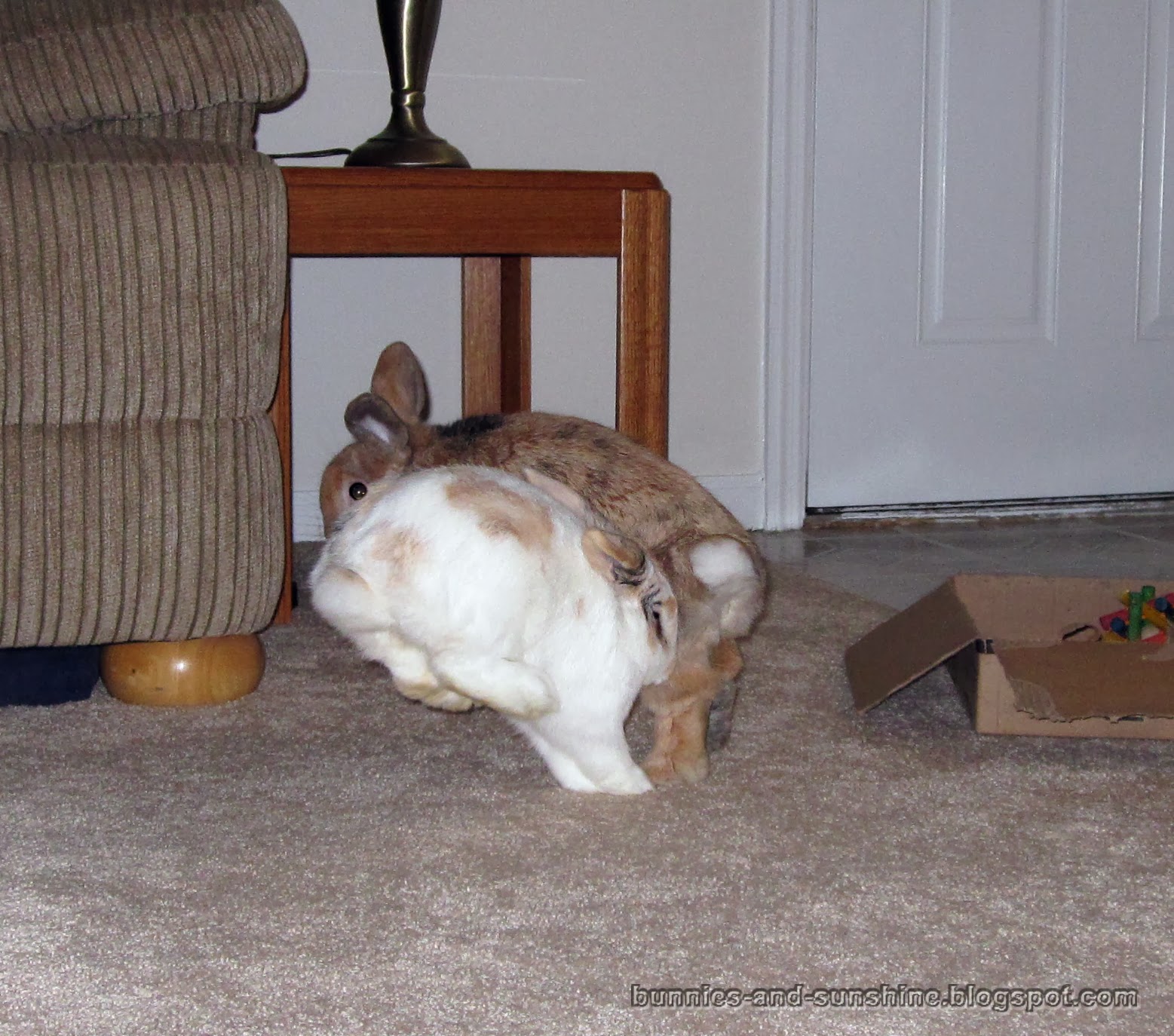 Bunnies and Sunshine Bunny binky extravaganza!