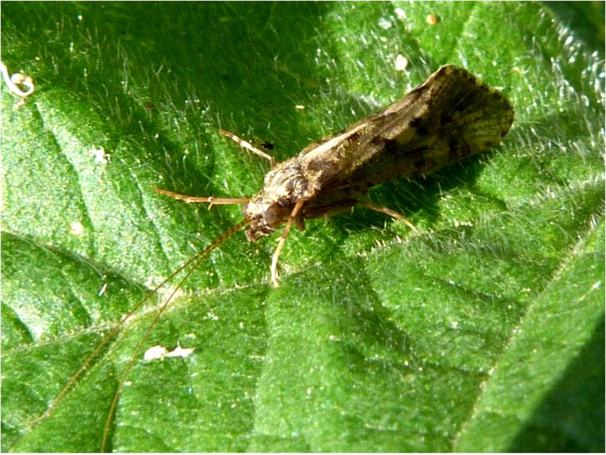 Insects of Scotland Caddisflies