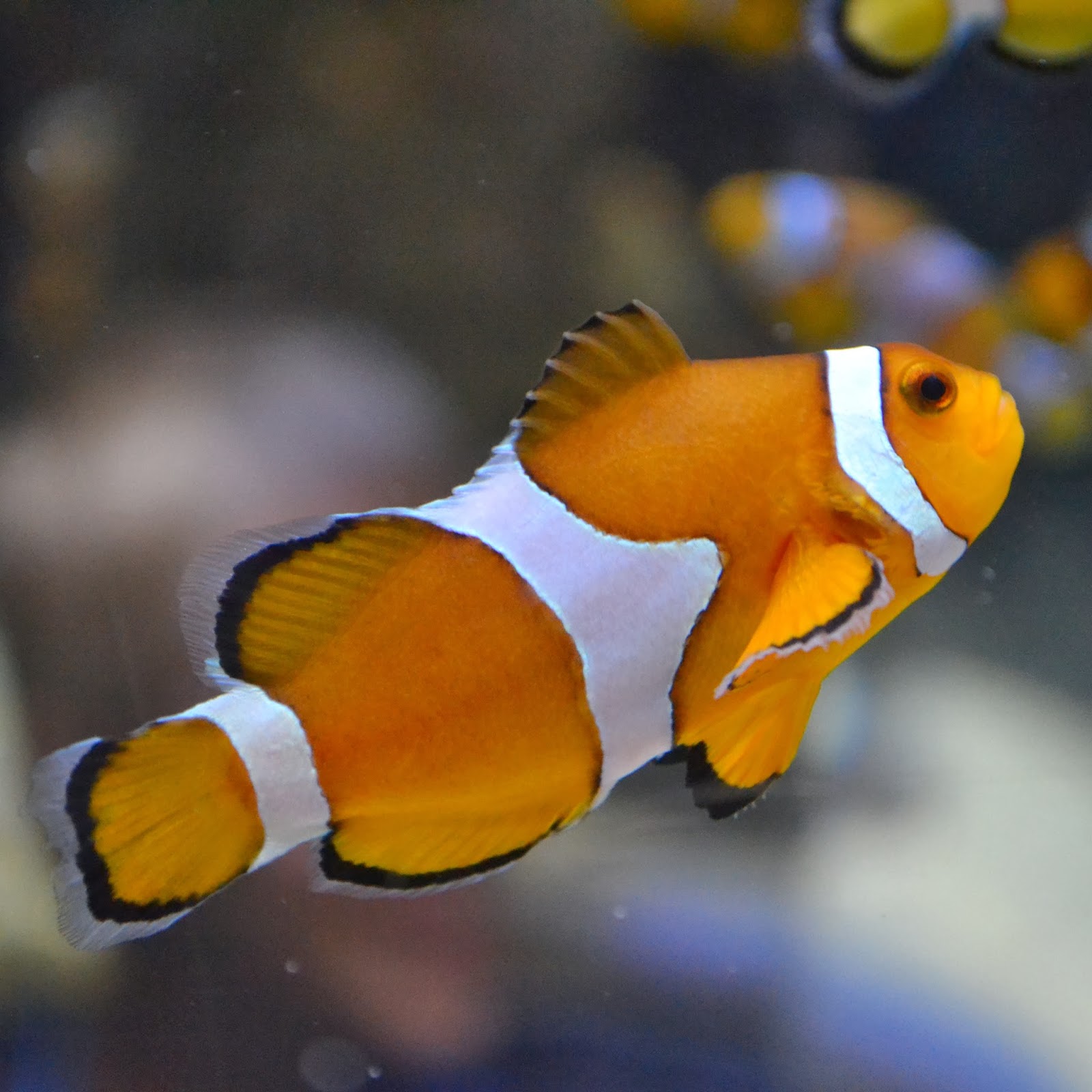 Clown Fish Clown Fish
