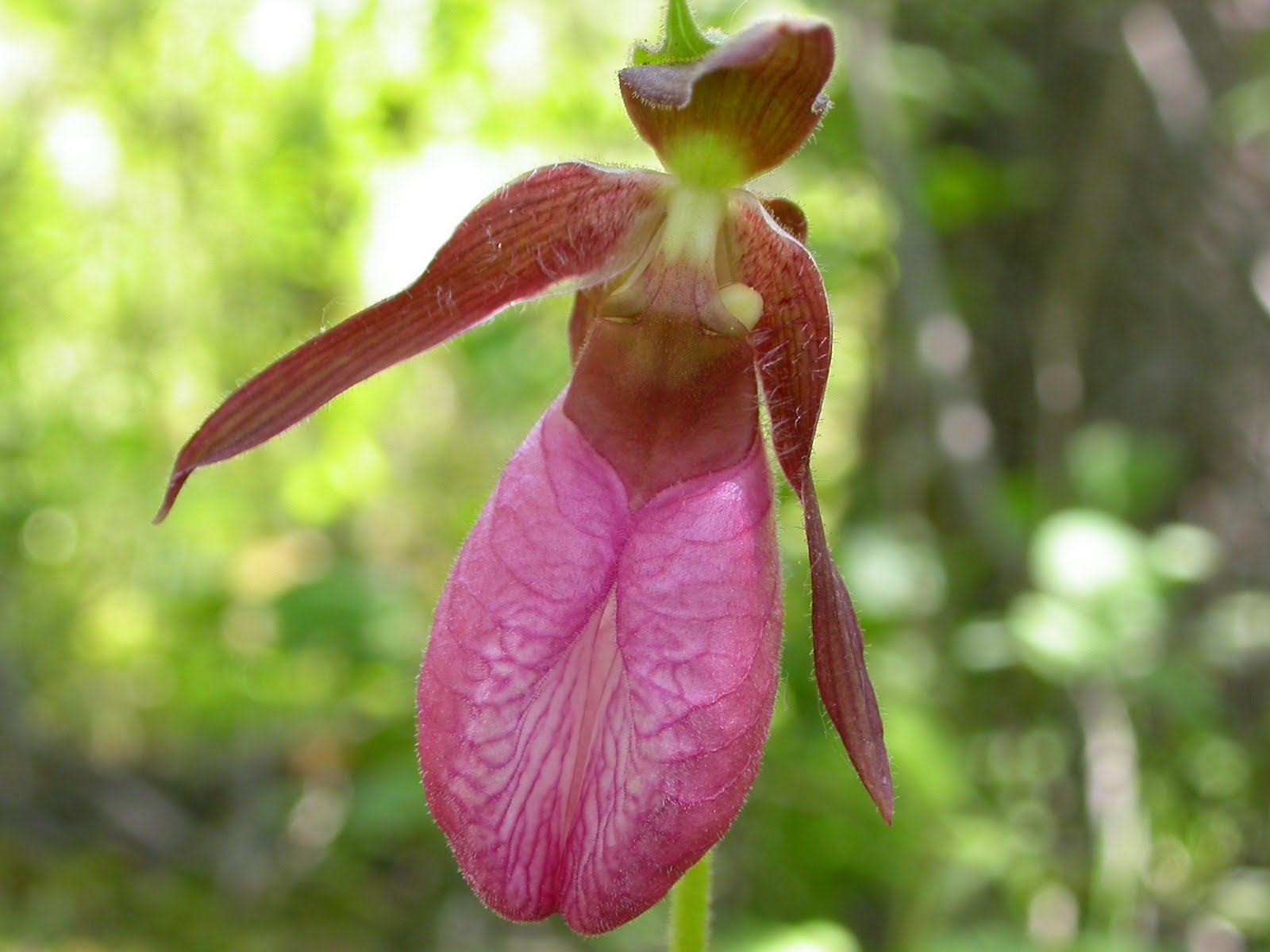 Get Your Botany On! Indiana's Lady's Slippers