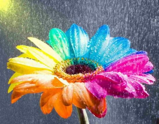 flower colour flower colour
