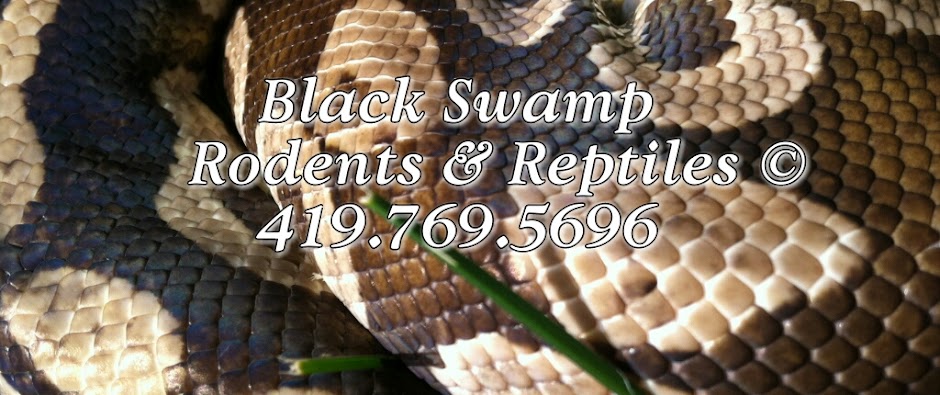 Black Swamp Rodents & Reptiles