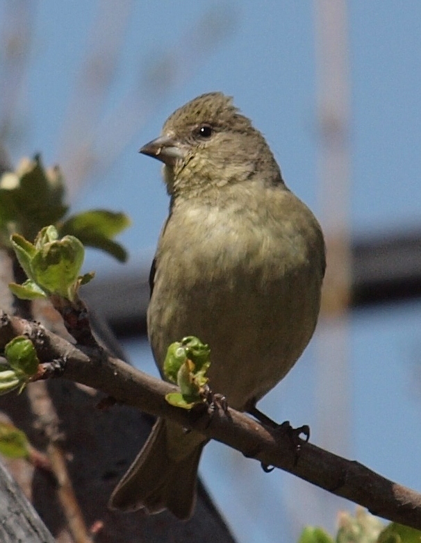 Birding Is Fun!: Backyard Birding: American vs Lesser Goldfinch