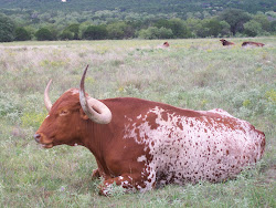 Longhorn Steer