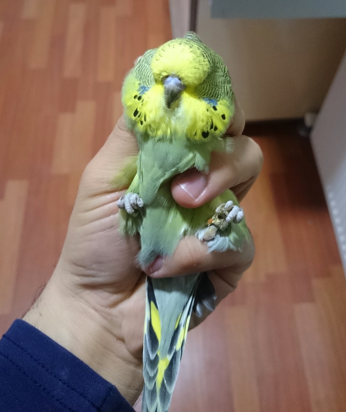 SHOW MUHABBET KUŞU 2016 SEZONU SHOW YAVRULAR