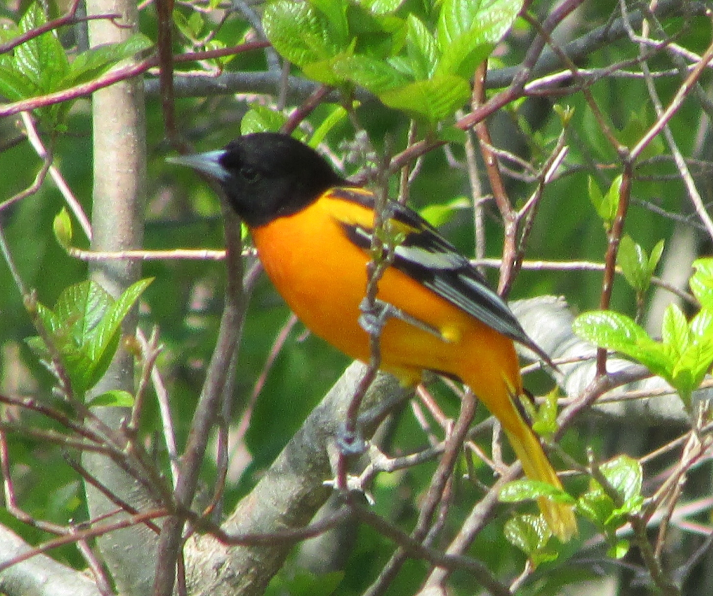 Long Island Birding: Spring Migration - Woodlands
