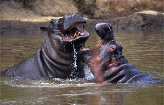 hippopotamus