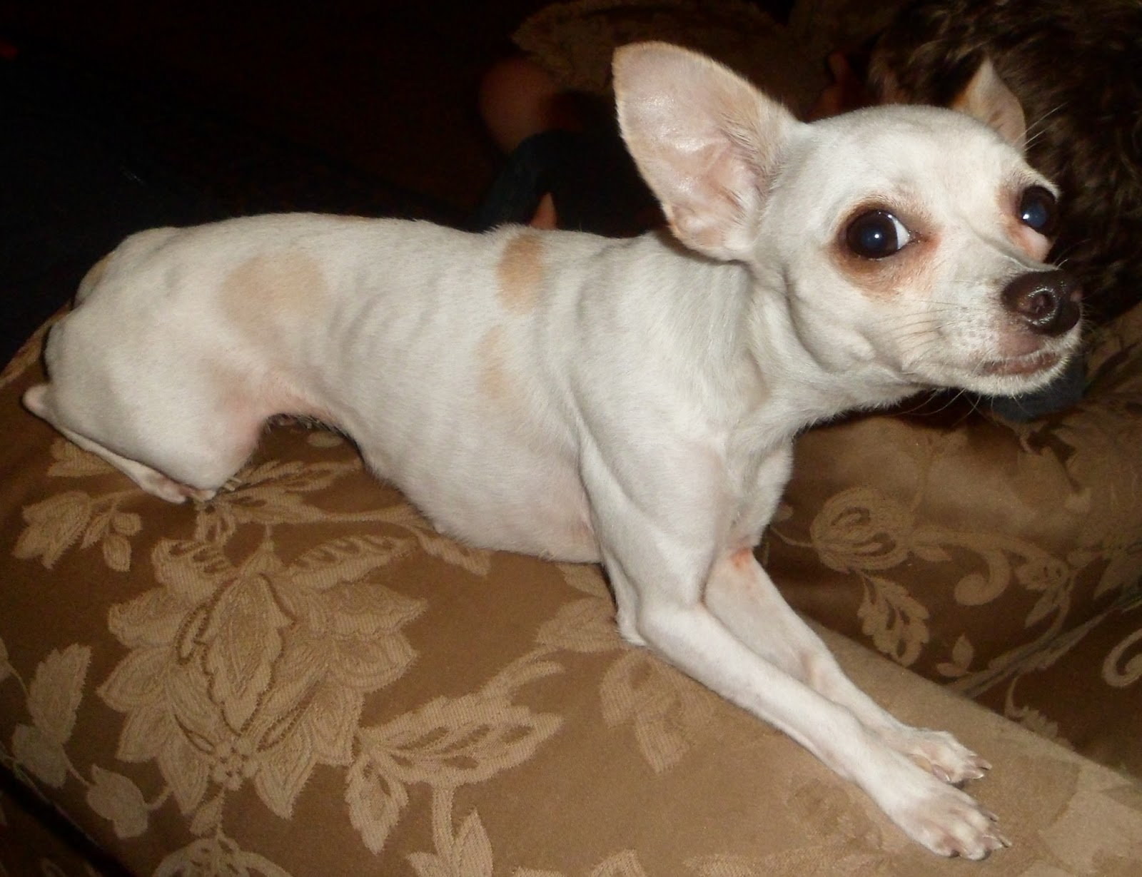 Gardening Shady Style Chihuahua Found Underweight and Scared