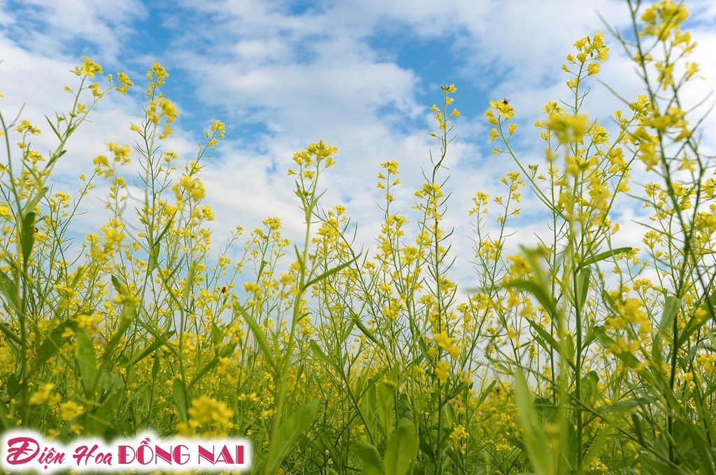 [Image: Ruc-ro-sac-vang-mua-hoa-cai-o-Ha-Noi-4.jpg]