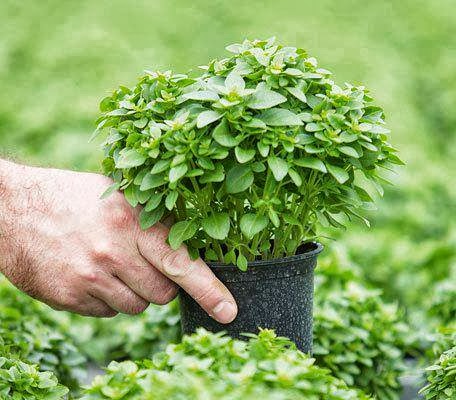 enteresan bilgiler feslegen yetistirme nin faydalari