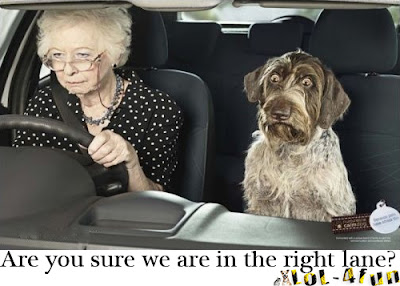 Funny dog driving with grandma