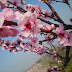 Mandelblütenfest 2012 – der Termin steht fest!