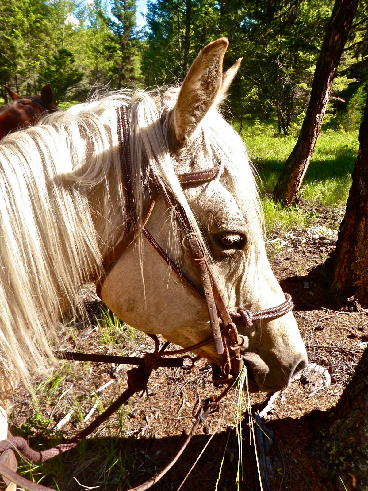 101 Awesome Adventures Blog Cranbrook & Kimberley BC 62 Go for a