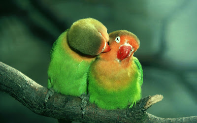 free love wallpapers, funny love wallpaper, love, love wallpaper, love wallpaper backgrounds, love wallpapers hd,cute birds love wallpaper