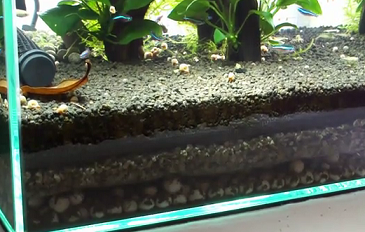 FishKeeper's Guide: Types of Aquarium Fish Filter