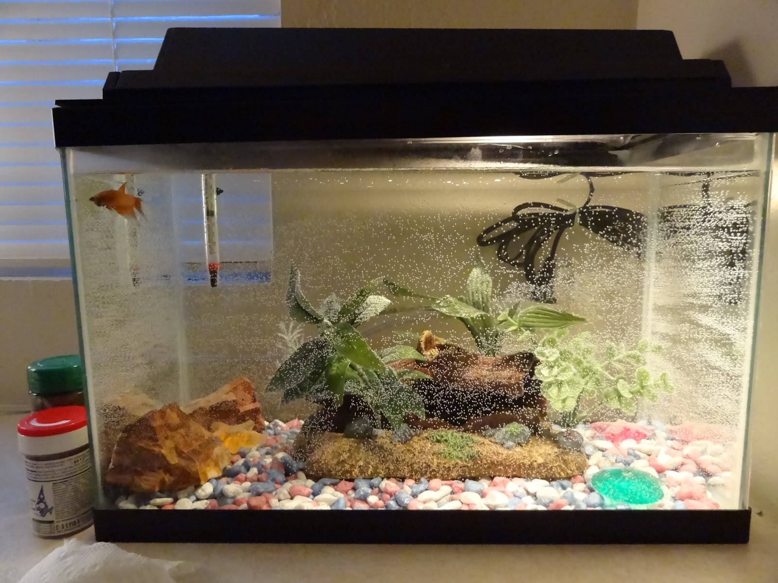 How much does it cost to own a betta?   betta fish and 