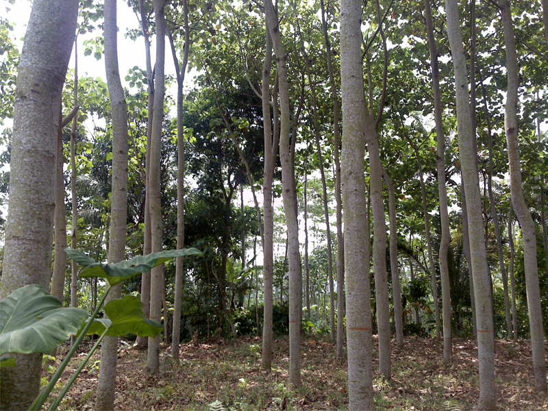 Which tree yields the lightest wood in the world? And which tree is
