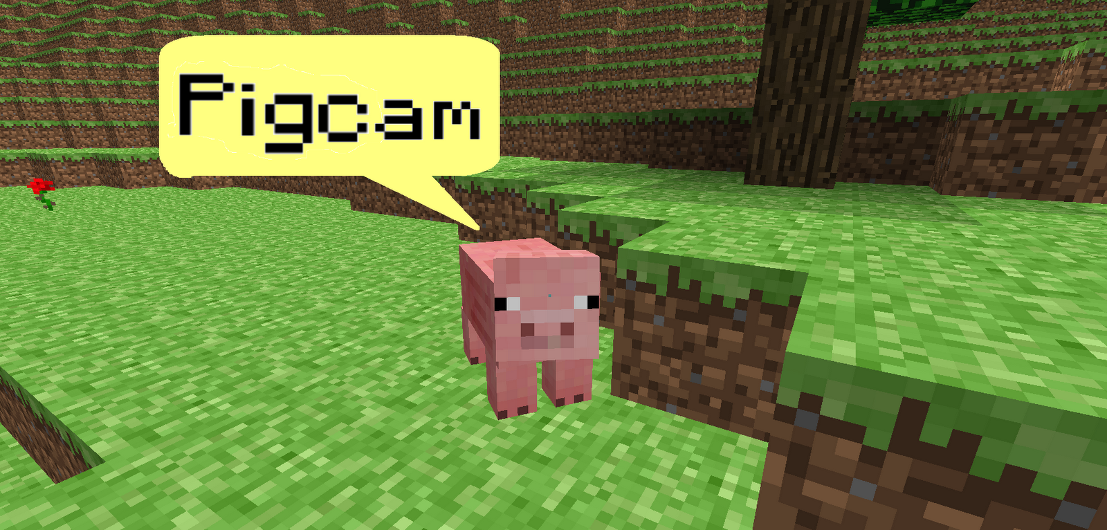 Pig-Cam