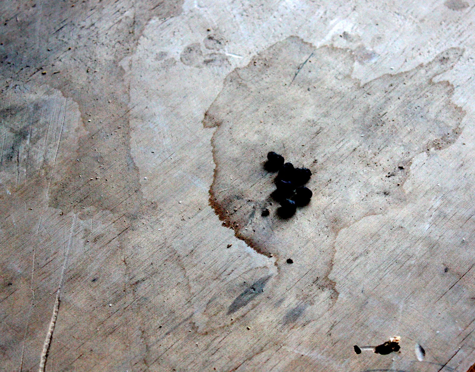 Possum Poop Pictures