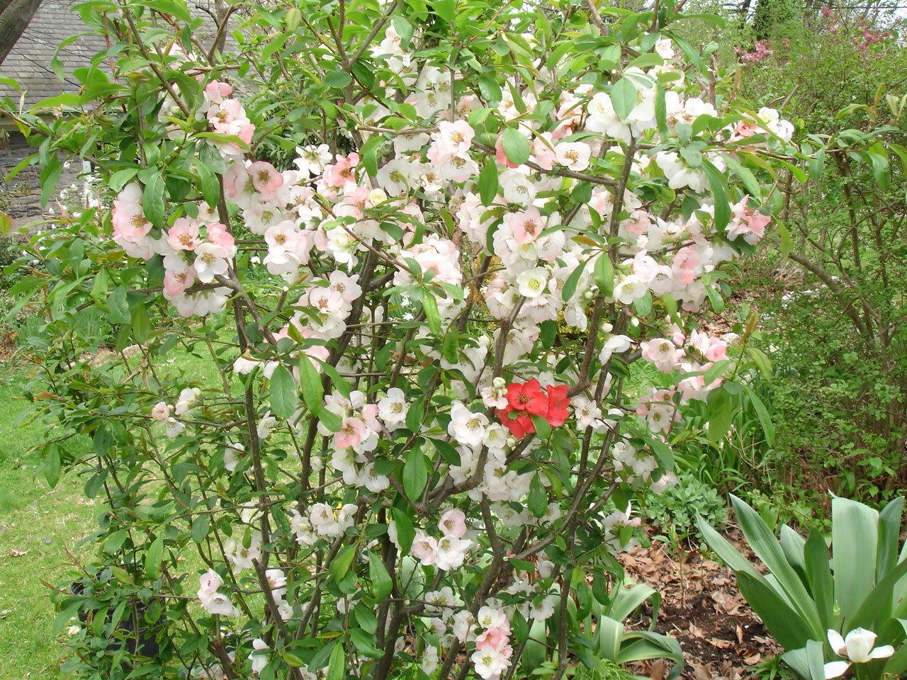 Flowering Quince Is Chaenomeles