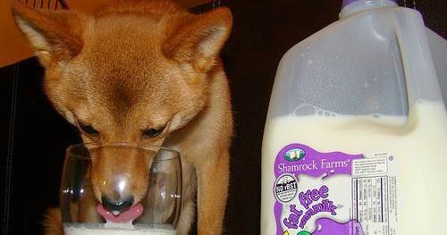 All About Dog Are Milk And Dairy Good For Dogs