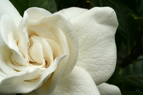 http://1.bp.blogspot.com/-5G_amb_TIVo/T1mIxDokfvI/AAAAAAAACFE/4cTdtWOQjt0/s1600/gardenia-flower-5.jpg