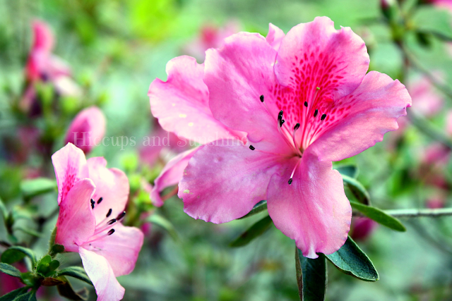 pink flower