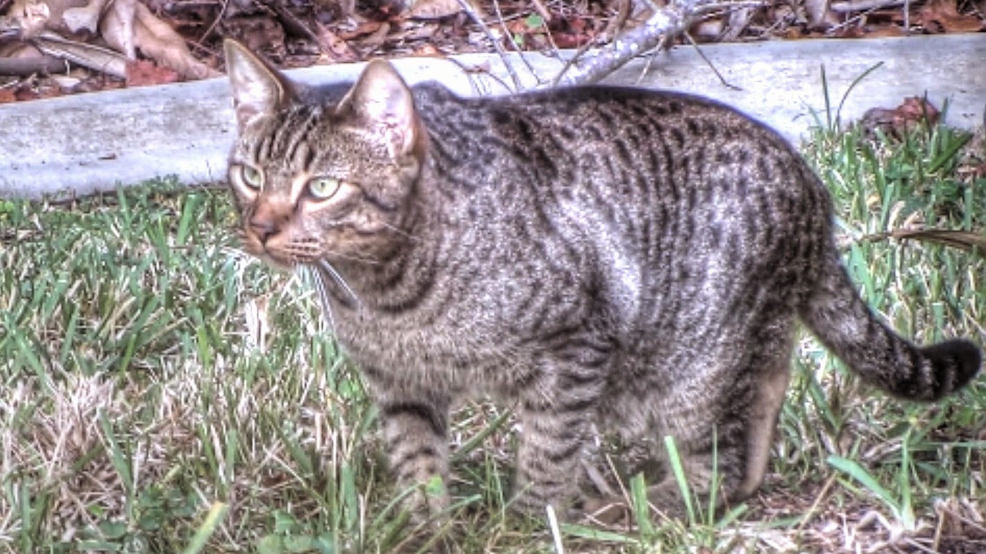 Backyard Birding....and Nature Feral Cat Documentary Part Two Ghost Cat?