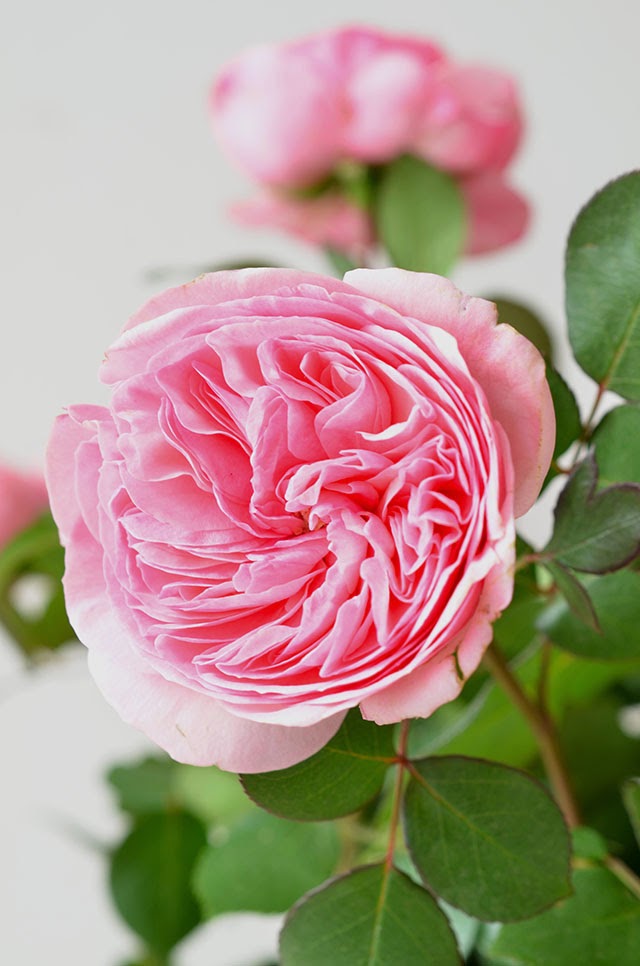 Heart of Gold Petal by Petal Rosa 'Maria Theresa