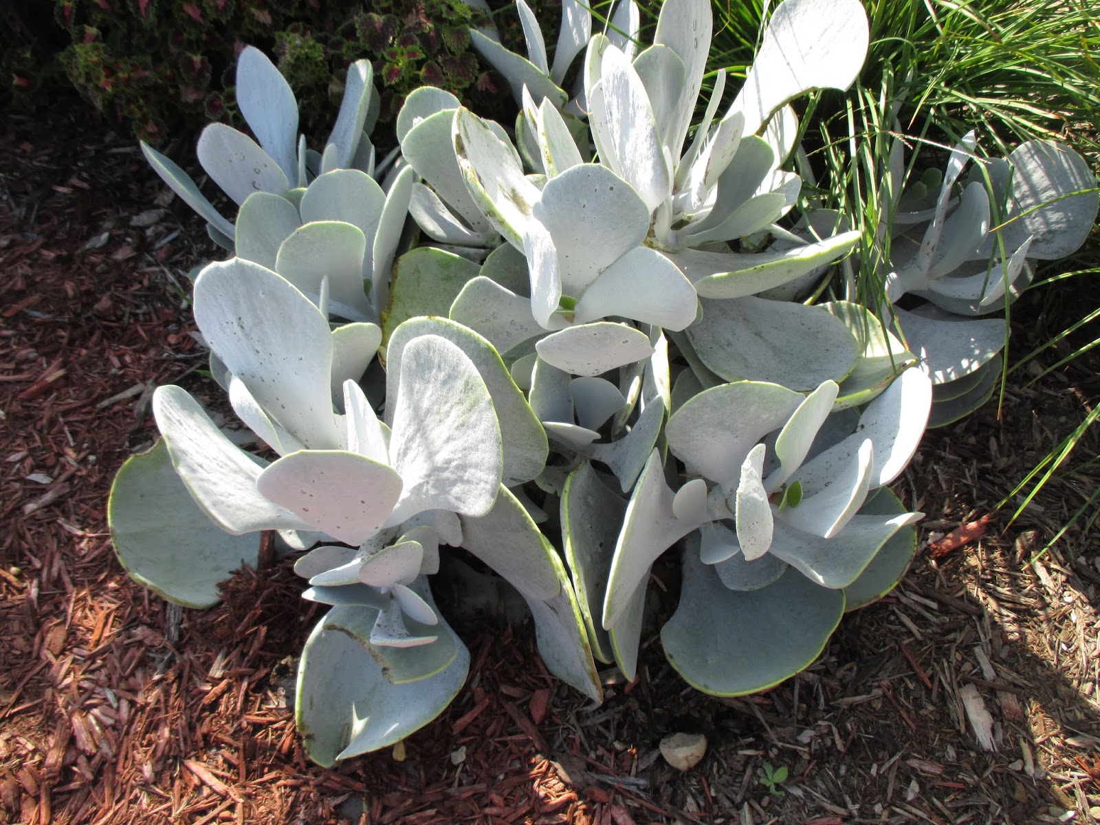 Rotary Botanical Gardens Hort Blog Super Succulents