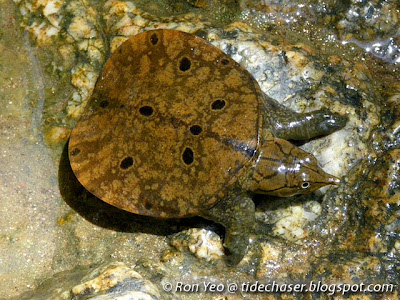 Juvenile Malayan Forest Softshell Turtle (Dogania subplana)
