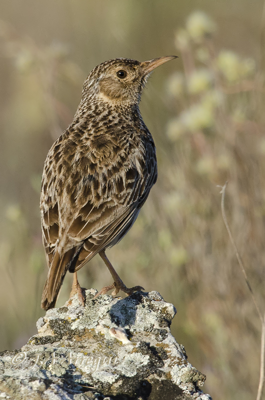 Alondra ricotí; alondra de dupont; Chersophilus duponti; Dupont´Lark. Alondra ricotí; alondra de dupont; Chersophilus duponti; Dupont´Lark.