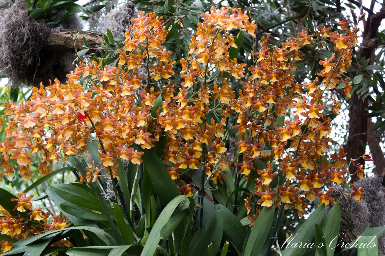 Maria's Orchids: New York Orchid Show 2013: Oncidiums1600 x 1066