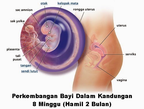 Perkembangan bayi dalam kandungan 8 minggu Perkembangan bayi dalam kandungan 8 minggu mengandung, perkembangan fetus bayi ibu hamil 8 minggu, hamil minggu kelapan mengandung 2 bulan, tanda hamil usia 8 minggu, kondisi keadaan ibu hamil umur kandungan minggu ke 8, bila tarikh mengandung, gambar bayi fetus 8 minggu, tips menjaga kehamilan ibu mengandung, saiz bayi usia kehamilan 8 minggu, pil asid folik ibu mengandung