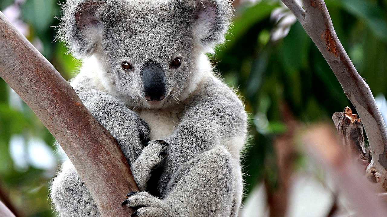 Why Is The Koala Endangered Danger Choices