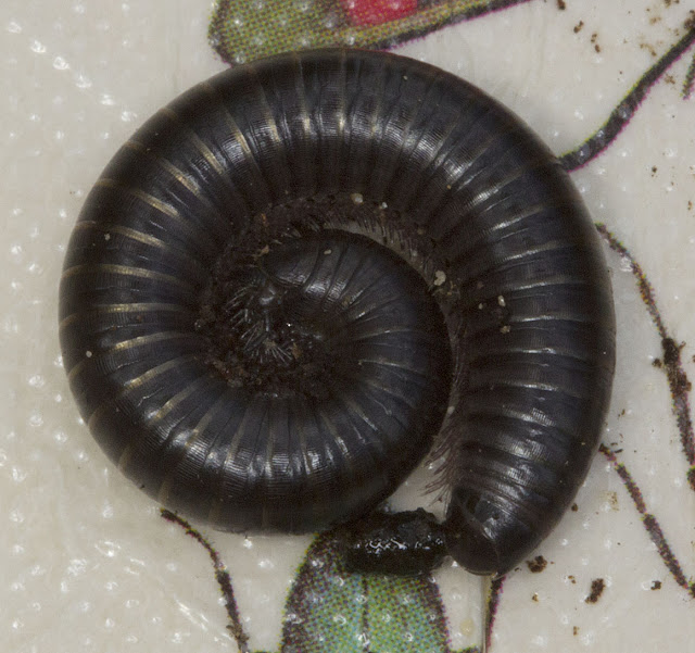 Millipede, Schizophyllum sabulosum?  Joyden's Wood, 12 May 2012.