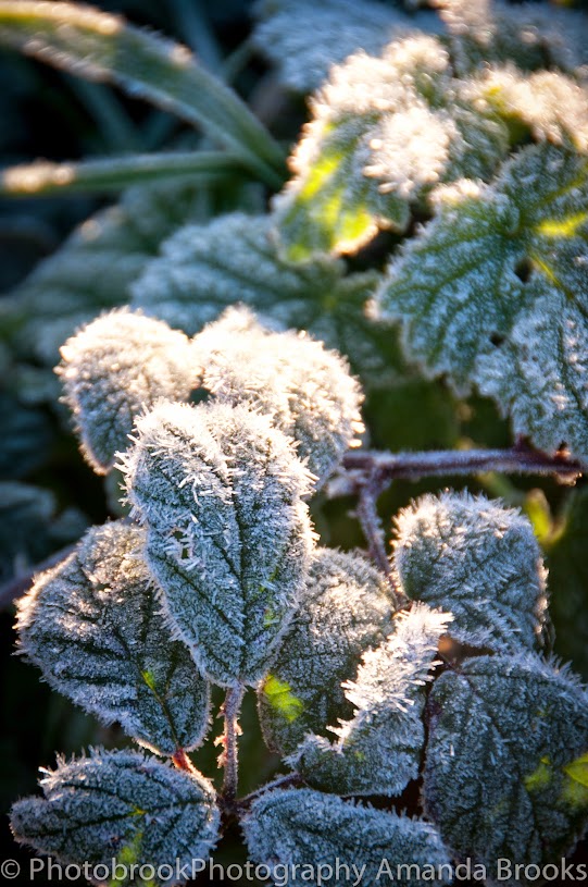 Frost on plants