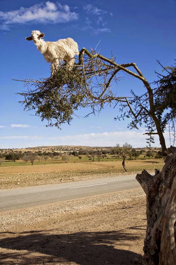 They climb the Argan trees in search of food. - Imagine Driving Down The Road And Seeing THIS In The Trees. Seriously, This Is Crazy. They climb the Argan trees in search of food. - Imagine Driving Down The Road And Seeing THIS In The Trees. Seriously, This Is Crazy.
