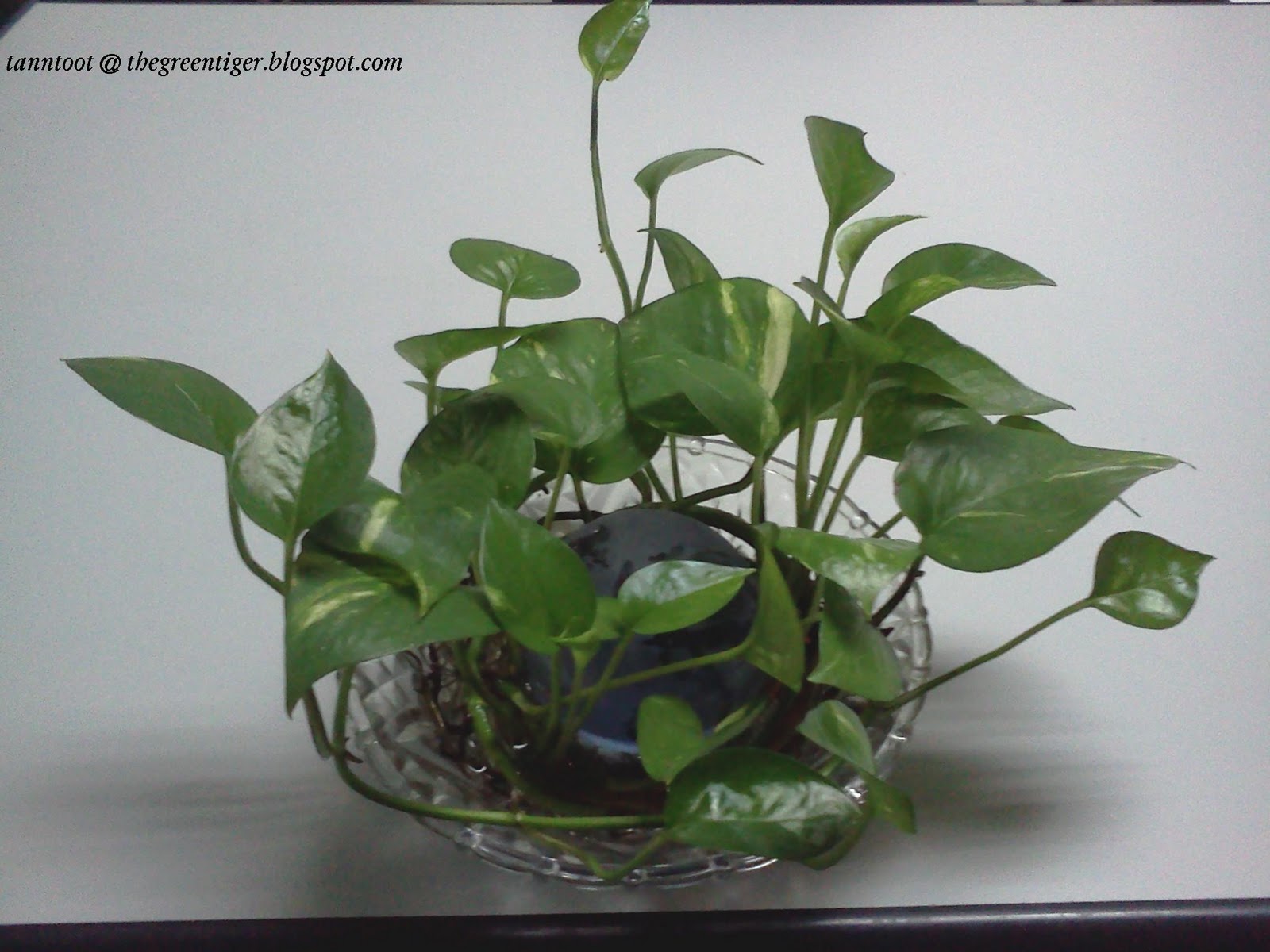 Peace Plant Peace Plant