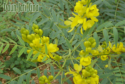 teh pelangsing daun jati cina senna leaf teh pelangsing daun jati cina senna leaf