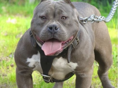 most unfriendly dog breeds