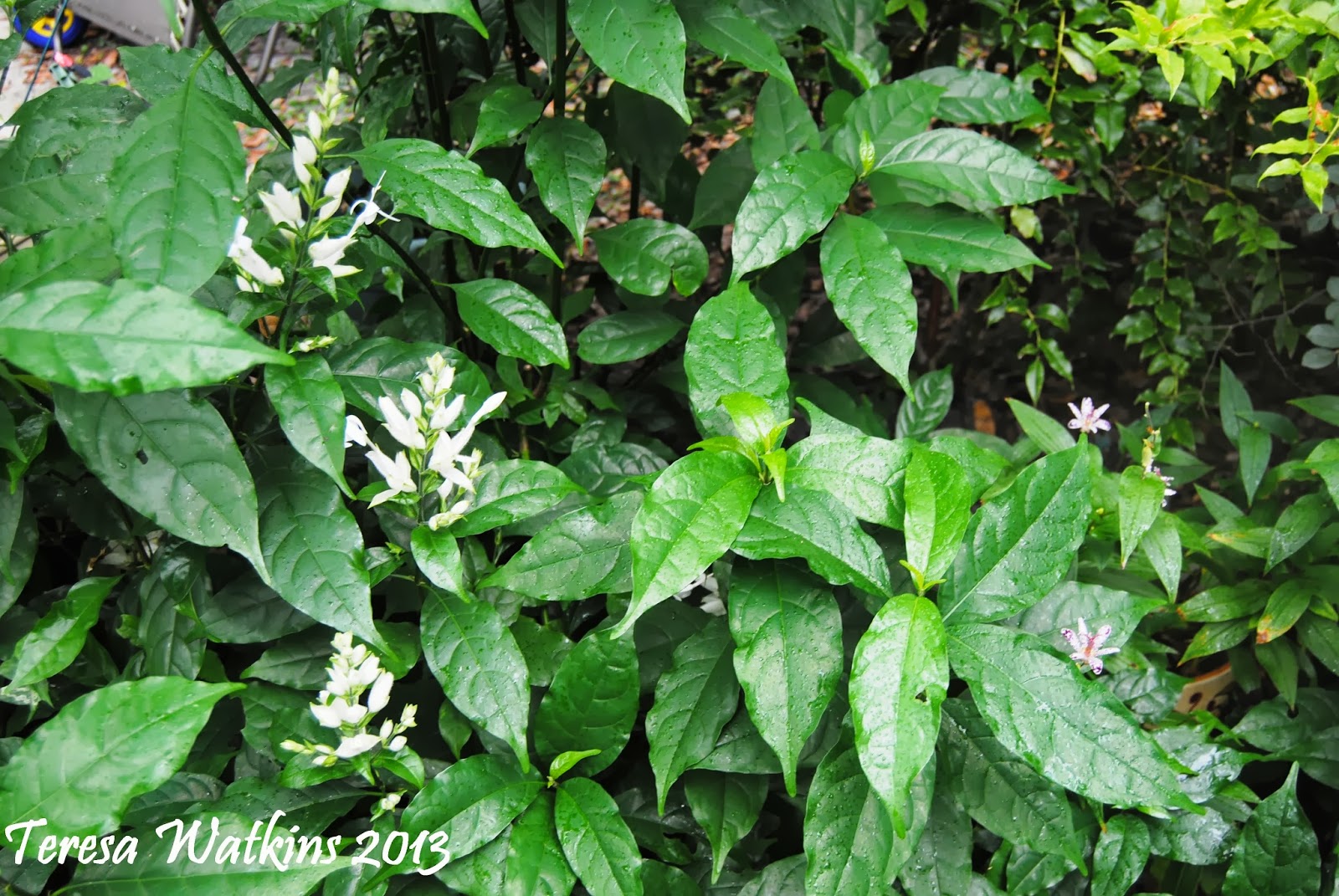 Bulbs Seeds Roses Nurseries Horticulture North Carolina