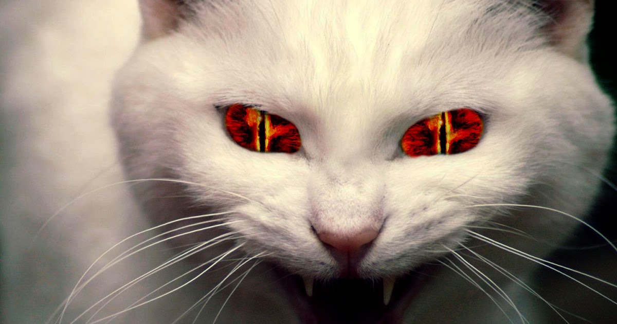 Something wicKED this way comes.... Demon Cats!