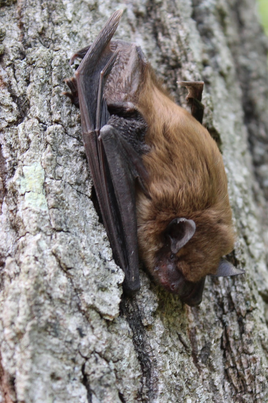 Southern New England Outdoor and Nature Site Daytime Bat