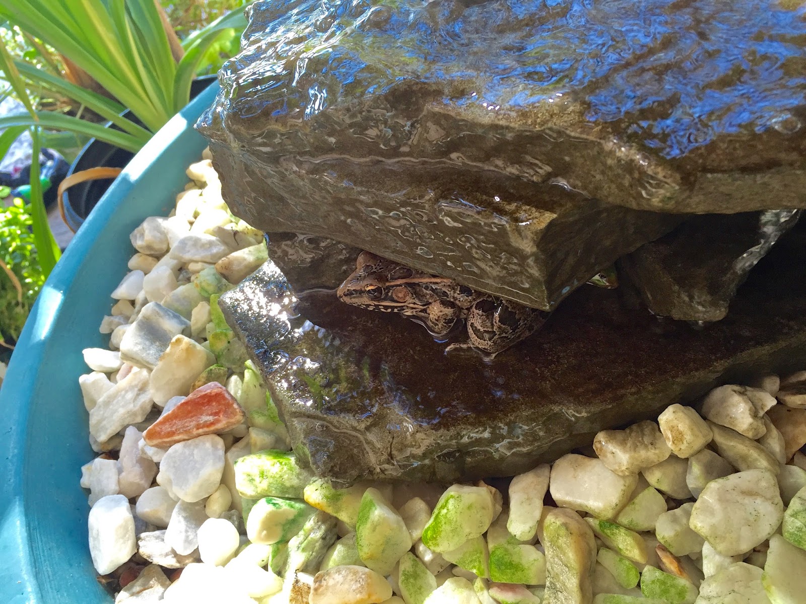 Sharing Nature's Garden Frogs in the fountain...and some toads, too!
